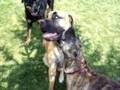 Boerboel video
