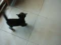 Miagoliccio