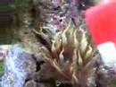 anenomes anenomes