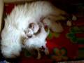 www.catterychivers.nl