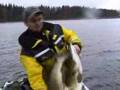 Monsterfiske på Hämlivatna