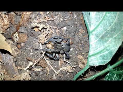 Wolf Spider Feeding Video Compilation Three