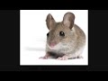 Science News 10/11/12 Physics, Medicine, Astrophysics