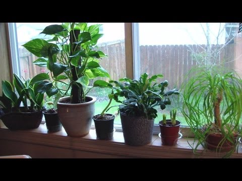 how to replant indoor plants