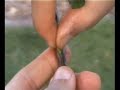 Video on T-Budding Roses by Dao Mai from roseexchange.biz also visit http for propagating information.