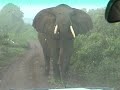 Elephant Encounter at Ngorongoro