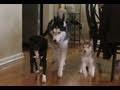 Mishka's Pack!