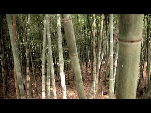 how to transplant bamboo trees