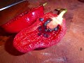 G�vle Chili-Farm - The Making of WolfBlooD
