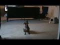 My dapple dachshund shows off her favorite tricks