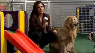 Vila dos Cães - Matéria Record hospedagem