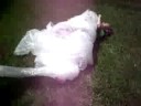 Bubble Wrap Wrestling Bubble Wrap Wrestling
