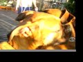 Oscar the boxer\
