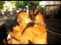 Oscar the boxer's Date