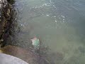 Frank Catching Parrot Fish - Part 2