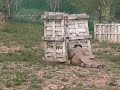 Paintball Tgna Paintball Tgna