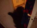 videos de bleki