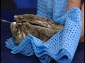 One video from a series of short films that aim to educate and raise awarness of edible shellfish within the UK