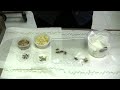 Frog Care : What Do Frogs Eat?