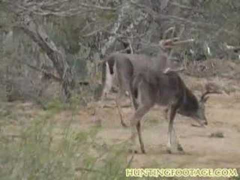 Deer Hunting -- BIG 8pt Buck Down!!! ...