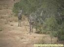 Deer Hunting -- BIG 8pt Buck Down!!! 156 B&C