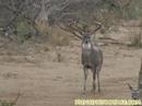 Deer Hunting -- BIG 8pt Buck Down!!! 156 B&C