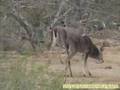 Deer Hunting -- BIG 8pt Buck Down!!! 156 B&C