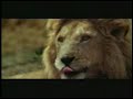 hilarious antelope blunder hilarious antelope blunder