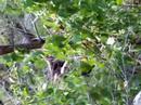 Observing rock wallabies