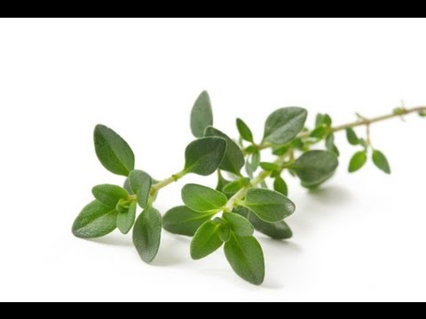 thyme - Should you believe the headline,