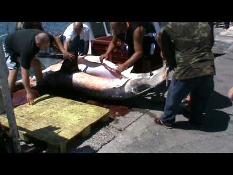 requin blanc