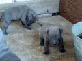 blue lacy pups 3 wks