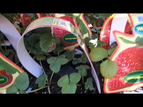 how to grow fragaria x ananassa