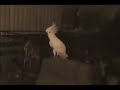 Jumping Cacatoo
