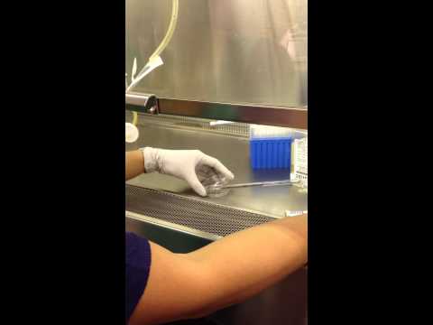 how to isolate alveolar macrophages