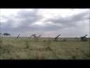 Serengeti - Giraffes Fight for Dominance