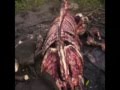Save Elephants
