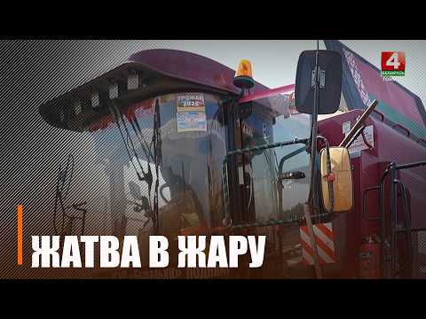 Плюс 40 на термометрах и тысячи тонн в общий каравай, несмотря на жару видео
