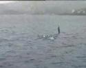 dauphins