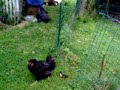 Chicken with Duckling (short)