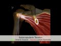 SonoSite Case Study - Anterior Shoulder Pathology