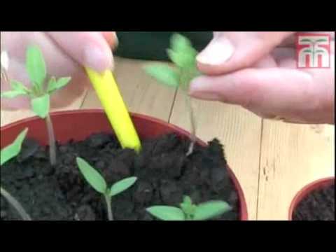 how to replant tomatoes