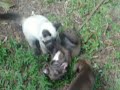 Onça ataca Pitbull