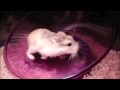 SlowMo Robo - On Wheel!