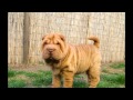 Shar Pei