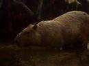 Capibara bebiendo Capibara bebiendo