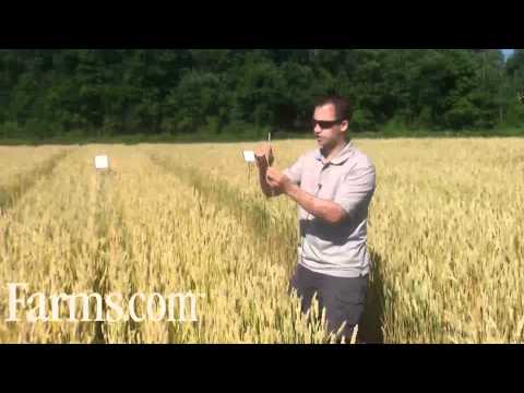 how to isolate fusarium from soil