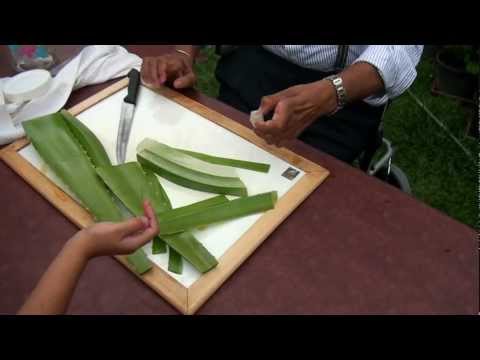 how to harvest and store aloe