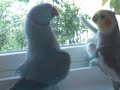 Parrot wants kiss from cockatiel
