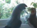 Parrot wants kiss from cockatiel